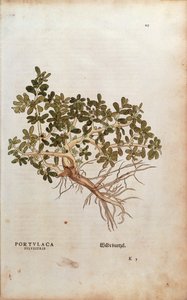 Portulak - Portulaca oleracea (Portulaca sylvestris) von Leonhart Fuchs aus De historia stirpium commentarii insignes (Bemerkenswerte Kommentare zur Geschichte der Pflanzen), kolorierte Gravur