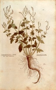 Echtes Eisenkraut - Verbena officinalis (Verbenaca supina sive foemina) von Leonhart Fuchs aus De historia stirpium commentarii insignes, kolorierte Gravur