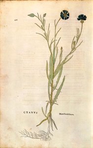 Kornblume (Centaurea cyanus) von Leonhart Fuchs aus De historia stirpium commentarii insignes (Bemerkenswerte Kommentare zur Geschichte der Pflanzen), kolorierte Gravur von Leonhard Fuchs