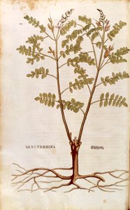 Süßholz (Glycyrrhiza glabra) von Leonhart Fuchs aus De historia stirpium commentarii insignes (Bemerkenswerte Kommentare zur Geschichte der Pflanzen), kolorierte Gravur von Leonhard Fuchs