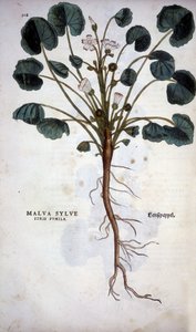 Malva Sylvestris (Große Malve) - in „De Historia Stirpium commentarii insignia“ von Leonhart Fuchs