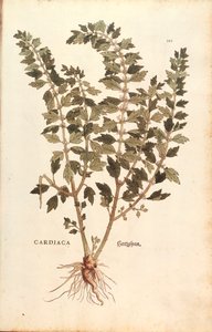 Herzgespann von Leonhart Fuchs aus De historia stirpium commentarii insignes, kolorierte Gravur von Leonhard Fuchs