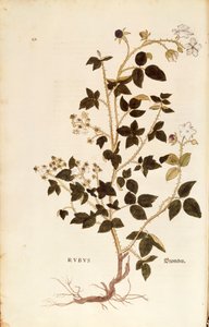 Tafel: Brombeere von Leonhart Fuchs aus De historia stirpium commentarii insignes, kolorierte Gravur von Leonhard Fuchs