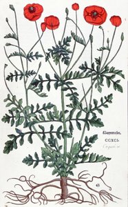 Mohn von Leonhard Fuchs