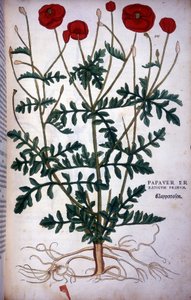 Mohn in - in „De Historia Stirpium commentarii badges,...“ von Leonhart Fuchs. von Leonhard Fuchs