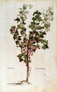 Rote Johannisbeere (Ribes rubrum) von Leonhart Fuchs aus De historia stirpium commentarii insignes