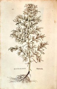 Rosmarin (Rosmarinus officinalis)