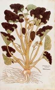 Spritzgurke - Ecballium elaterium von Leonhart Fuchs aus De historia stirpium commentarii insignes, kolorierte Gravur
