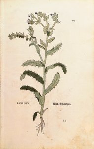 Natternkopf oder Blauer Heinrich - Echium vulgare (Echion) von Leonhart Fuchs aus De historia stirpium commentarii insignes (Bemerkenswerte Kommentare zur Geschichte der Pflanzen), kolorierter Stich