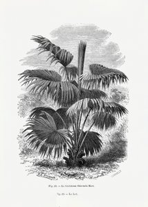 Vintage Palmenzeichnung Xii von Les Palmiers Histoire Iconographique