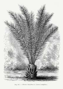 Vintage Palmenzeichnung Xiii von Les Palmiers Histoire Iconographique