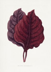 Illustration des Rosa Amarantus Blattes