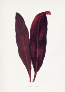 Illustration des Rosa Dracaena Ferrea Blattes