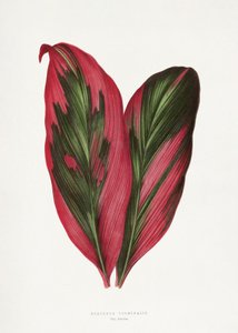 Illustration des Rosa Dracaena Terminalis Blattes