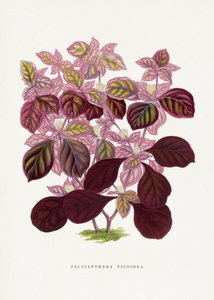 Illustration des Rosa Teleianthera Ficoidea Blattes