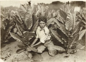 Zehnjähriger Pflücker auf der Gildersleeve-Tabakfarm von Lewis W. Hine