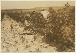 Ein sechsjähriges polnisches Mädchen, das den ganzen Tag mit ihrer Familie Beeren pflückt (Scholtz) in Rock Creek bei Baltimore, Maryland, 1909 von Lewis Wickes Hine