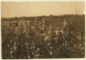 Familie pflückt Baumwolle in der Nähe von McKinney, Texas, 1913 von Lewis Wickes Hine