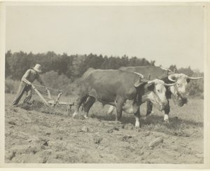 Ländliche Szene in Zentral-Maine, viele Ochsen werden noch verwendet