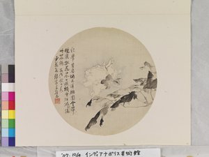 Weiße Pfingstrose von Lian Ju
