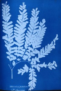 Cyanotypie eines nordamerikanischen Farns, Adiantum pedatum
