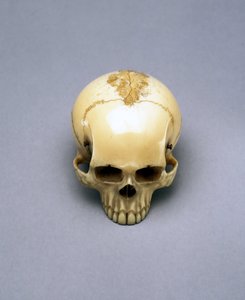Modell eines Schädels, wahrscheinlich ein Netsuke, japanisch