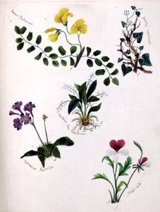 Wildblumen von Lili Cartwright