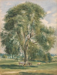 Ein großer Baum in einer Sommerlandschaft, ein Pferd steht am Fuß