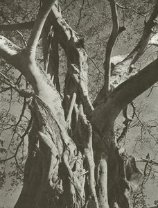 Banyanbaum