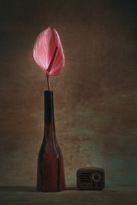 Elegantes Anthurium und Radio