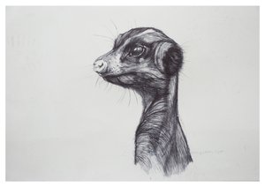 Erdmännchen