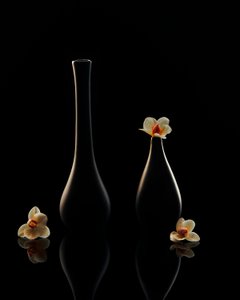 Elegante Orchideenreflexionen