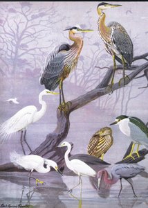 Illustration aus Die Naturgeschichte der amerikanischen Vögel von Ost- und Zentral-Nordamerika, veröffentlicht von Bramhall House, ca. 1970