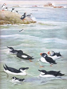 Illustration aus Die Naturgeschichte der amerikanischen Vögel von Ost- und Zentral-Nordamerika, veröffentlicht von Bramhall House, ca. 1970