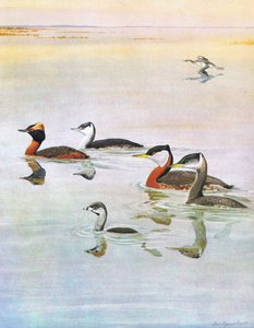 Illustration aus Die Naturgeschichte der amerikanischen Vögel von Ost- und Zentral-Nordamerika, veröffentlicht von Bramhall House, ca. 1970