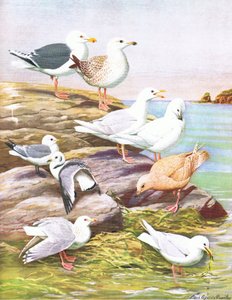 Illustration aus Die Naturgeschichte der amerikanischen Vögel von Ost- und Zentral-Nordamerika, veröffentlicht von Bramhall House um 1970 von Louis Agassiz Fuertes