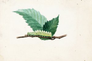 Gezackter Blattrand-Raupe, Studie für das Buch Tarnfärbung im Tierreich