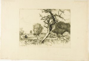 Der tote Apfelbaum