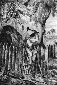 Ich pflanzte zehn Reihen Palisaden. Gravur nach der Zeichnung von M. de Sainson für das Buch von Daniel Defoe „Robinson Crusoe“ französische Ausgabe von 1837.