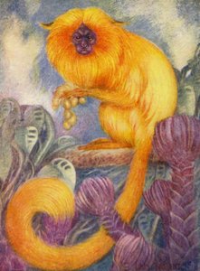 Im Zoo: Marmoset-Affe