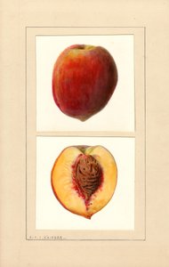 Pfirsiche (Prunus persica: Nummer 10)