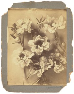 Tiffany Studios, ca. 1898-1920