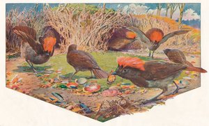 Gärtner Bower Birds, 1911