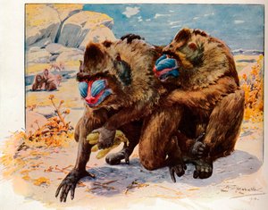 Mandrills