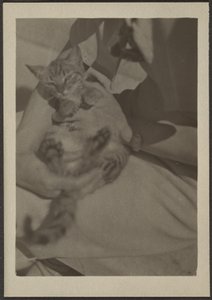 Katze