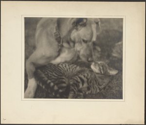 [Katze und Hund] von Louis Fleckenstein