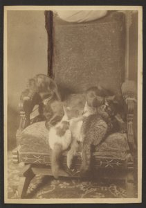 Kuschelnde Katzen und Hund