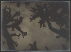 [Joshua-Bäume]