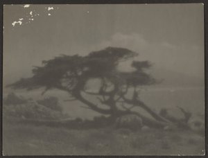 [Landschaft mit Zypressenbaum] von Louis Fleckenstein