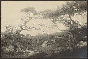 [Landschaft mit knorrigen Bäumen] von Louis Fleckenstein